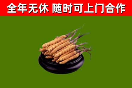 芜湖市烟酒回收冬虫夏草.jpg